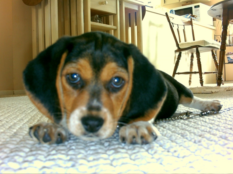 File:CadyCloseUp.JPG