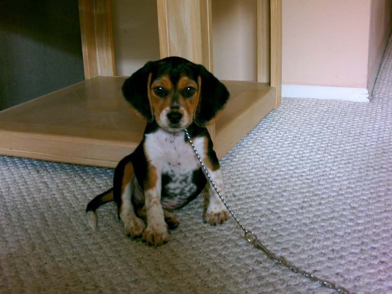 File:BeagleGreetingCard.JPG