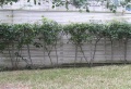 090308fences-03.jpg