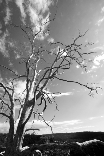 File:The Tree.jpg
