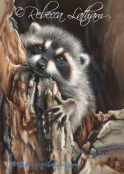 File:Daydream-raccoonRebeccaL.jpg