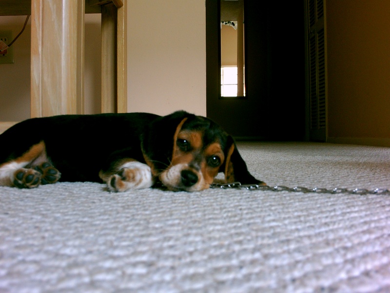 File:Cady-Snooze-Right.JPG